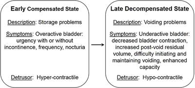 Urothelial Senescence in the Pathophysiology of Diabetic Bladder Dysfunction—A Novel Hypothesis